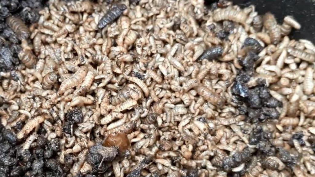 Berapa lama maggot bisa di panen?